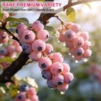 🔥50K+ SOLD!💟Premium Pink Blueberry Seeds -😋A Uniquely Delightful Taste