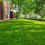 🌱 2026 Four Seasons Evergreen Grass Seed | Durable, Vibrant Green All Year
